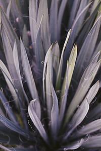 close up photo of gray leaves thumbnail