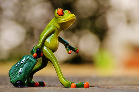 red eyed frog holding green bag wallpaper thumbnail