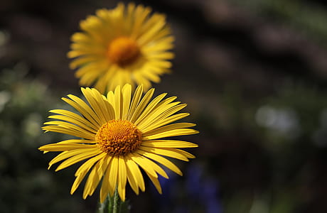 selective focus shot of yellow daisy thumbnail