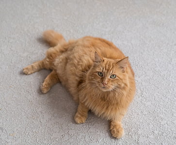 orange maine coon cat thumbnail