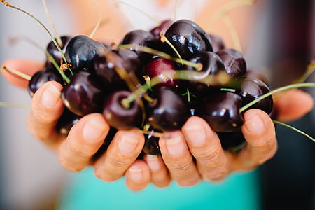 person holding bunch of cherry fruits thumbnail