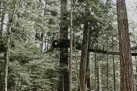 black walkway mounted on trees during daytime thumbnail