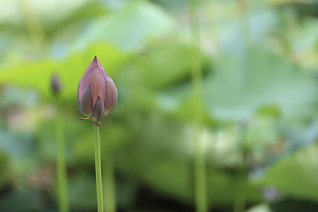 selective focus photography of red lotus flower thumbnail