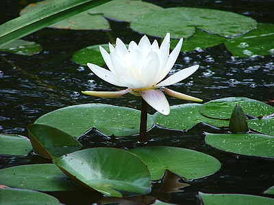 close up photo of lotus flower thumbnail