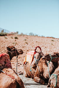 four camels resting on ground thumbnail