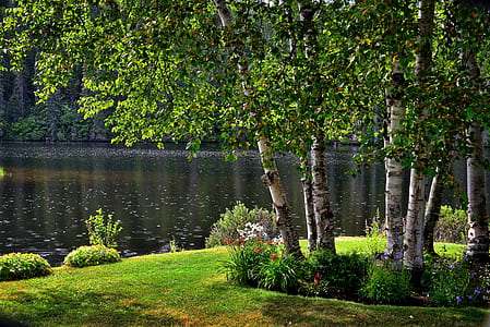 swamp near sod and trees thumbnail