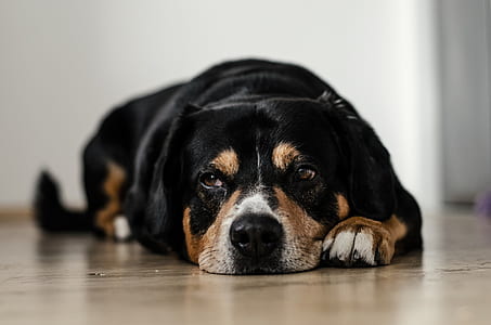 shallow focus photo of black and brown dog thumbnail