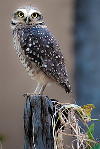 black and gray owl on wood thumbnail