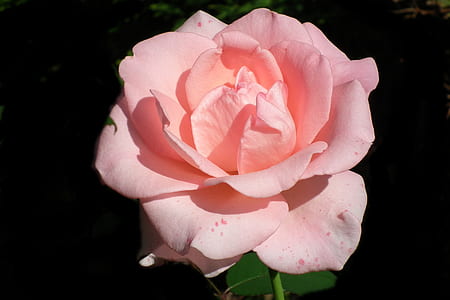 close up photography of pink rose flower in bloom thumbnail