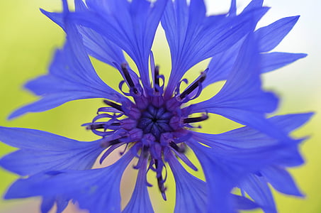 purple floral decor thumbnail