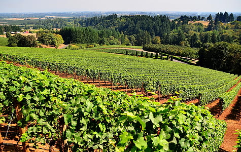 vegetable plantation thumbnail