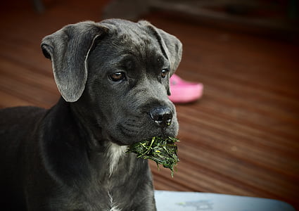 blue and white American pit bull terrier on brown parquet floor thumbnail