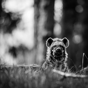 bear on grass field photography thumbnail