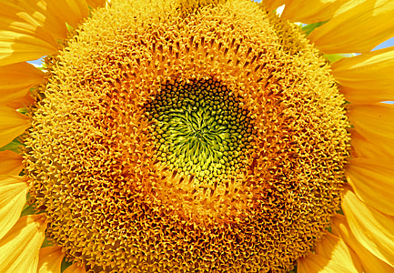 Sun Flower, Flower, Flower, Helianthus Annuus, flower, flowers, yellow thumbnail