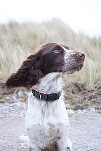 selective focus photography of English spaniel thumbnail