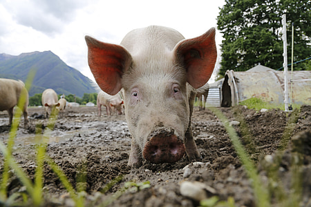shallow focus photography of white pig during daytime thumbnail