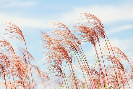 low angle photography of brown grass thumbnail