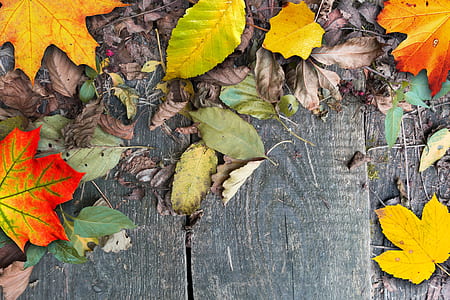 dried leaves on ground thumbnail