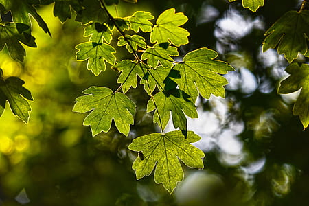 green leaf plant during daytime thumbnail