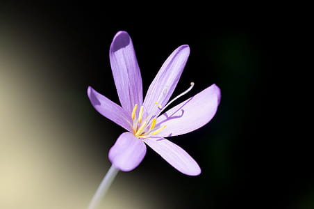 purple rain lily isolated on black background thumbnail