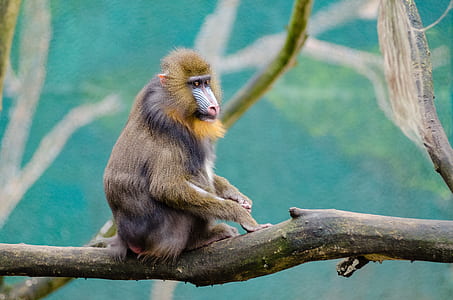 brown monkey on tree branch thumbnail