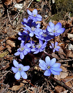 blue petaled flowers thumbnail