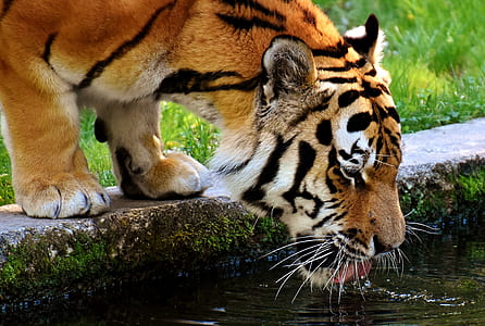 tiger drinking on body of water thumbnail