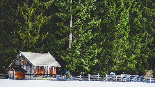 brown and gray wooden shed near green trees thumbnail