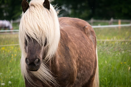 photo of brown and white horse thumbnail