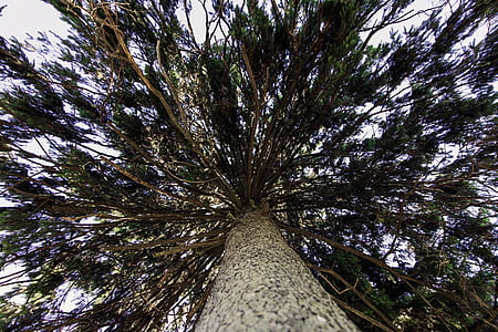 nature, branches, trunk, leaves thumbnail