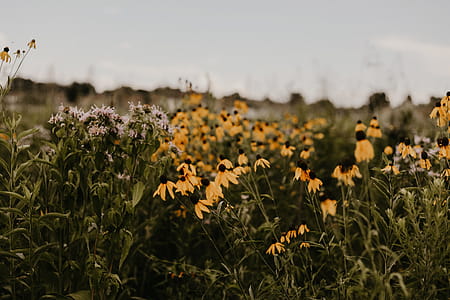 Flowers In Shallow Photography thumbnail