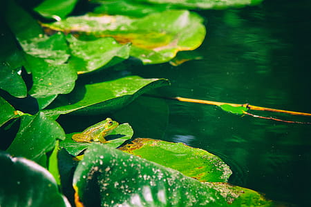 Photo of frog on Aquatic Plant thumbnail