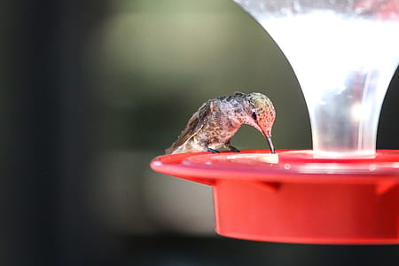Hummingbird sitting on an outdoor feeder, drinking sweet liquid. thumbnail