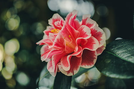 Close-Up Photography of Hibiscus thumbnail