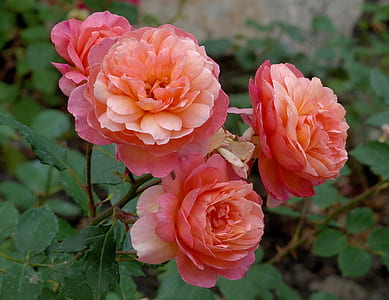 close-up photo of pink rose flowers thumbnail