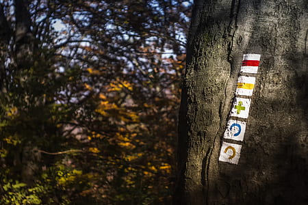 Selective Focus Photo of Tree Trunk at Daytime thumbnail