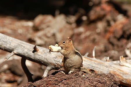 Shallow Focus Photography of Chipmunk thumbnail