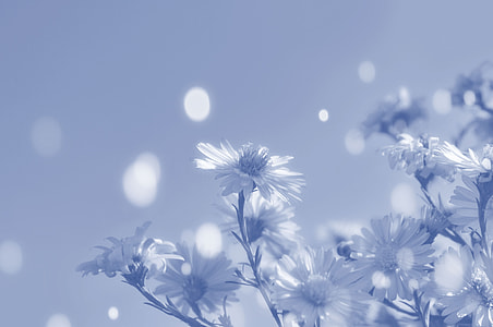 grayscale photo of daisy thumbnail
