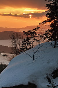 trees on snow field thumbnail