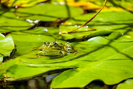 green frog on leaf thumbnail
