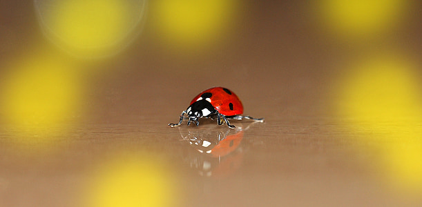 close up photo of ladybug thumbnail