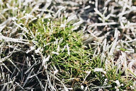 Frost covered grass in the morning thumbnail