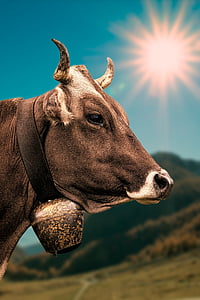 photography brown water buffalo during daytime thumbnail
