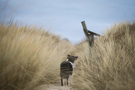 black and white animal on grass thumbnail