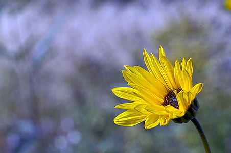 yellow flower in selective focus photography thumbnail