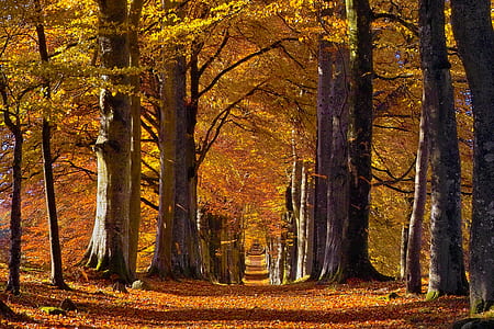 yellow and green leafed trees thumbnail