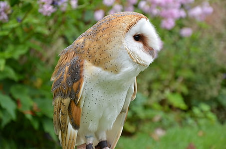 white and brown owl in closeup shot thumbnail