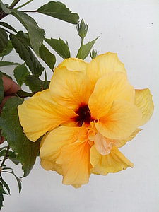 Yellow Hibiscus, Yellow Flower thumbnail
