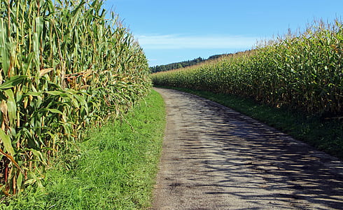 pathway in between cornfield thumbnail