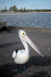 selective focus photography of white pelican thumbnail